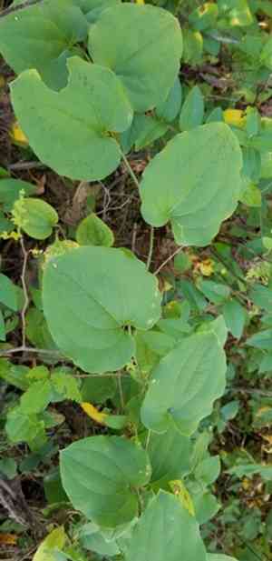 Bristly greenbrier(Smilax tamnoides)