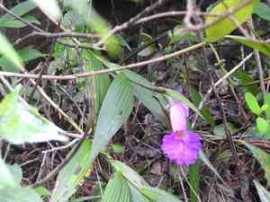 Sobralia orchid(Sobralia macrantha)