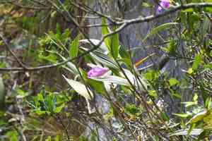 Sobralia orchid(Sobralia macrantha)