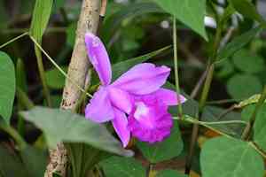 Sobralia orchid(Sobralia macrantha)