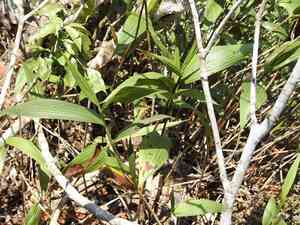 Sobralia orchid(Sobralia macrantha)