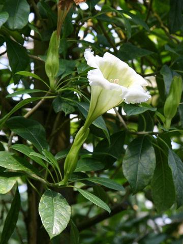 Solandra Tree Showy chalice vine (Solandra grandiflora) Care Guide: Pests, Diseases ...