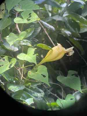 Showy chalice vine(Solandra grandiflora)