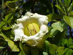 Showy chalice vine(Solandra grandiflora)