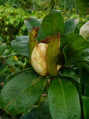 Showy chalice vine(Solandra grandiflora)
