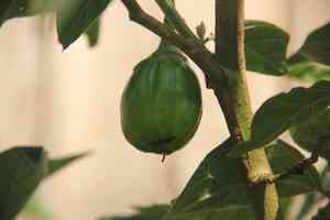 Bitter tomato(Solanum aethiopicum)