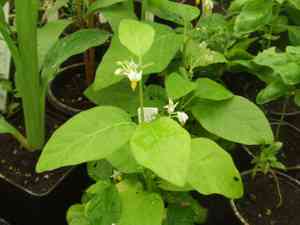 Bitter tomato(Solanum aethiopicum)