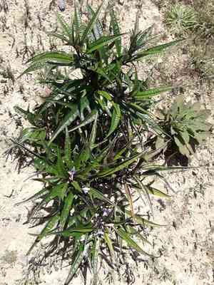 Kangaroo apple(Solanum aviculare)