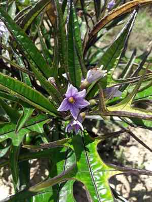 Kangaroo apple(Solanum aviculare)