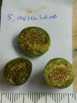 Kangaroo apple(Solanum aviculare)