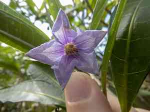 Kangaroo apple(Solanum aviculare)