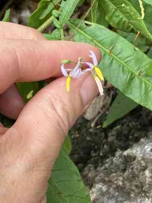 Bahama nightshade(Solanum bahamense)