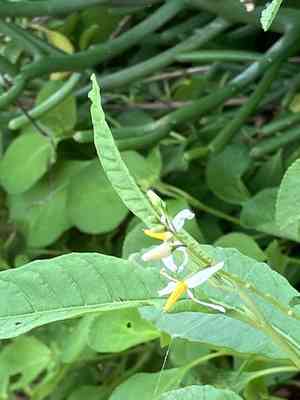 Bahama nightshade(Solanum bahamense)