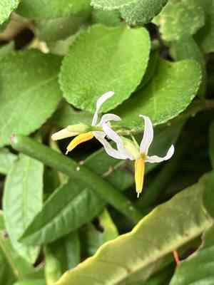 Bahama nightshade(Solanum bahamense)