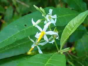 Bahama nightshade(Solanum bahamense)