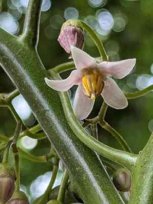 Tamarillo(Solanum betaceum)
