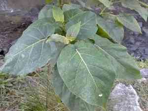 Tamarillo(Solanum betaceum)