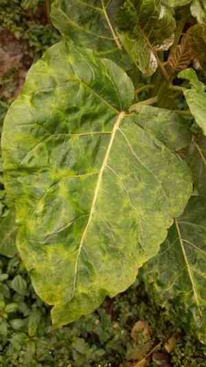 Tamarillo(Solanum betaceum)