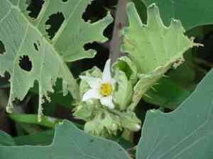Fuzzy-fruit nightshade(Solanum candidum)