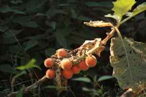 Fuzzy-fruit nightshade(Solanum candidum)