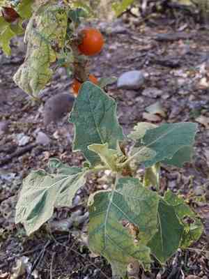 Fuzzy-fruit nightshade(Solanum candidum)
