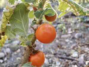 Fuzzy-fruit nightshade(Solanum candidum)