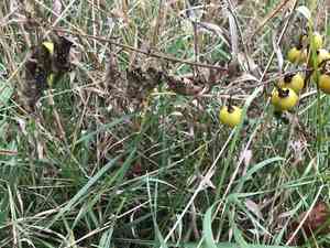 Carolina horsenettle(Solanum carolinense)