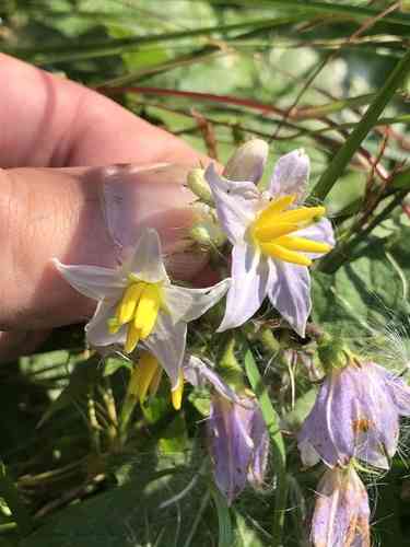 Carolina horsenettle(Solanum carolinense)