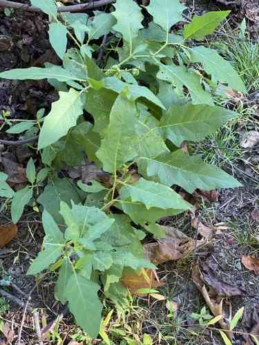 Carolina horsenettle(Solanum carolinense)