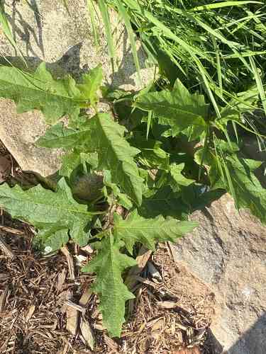 Carolina horsenettle(Solanum carolinense)