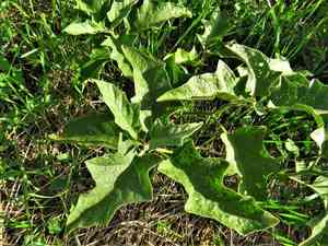 Western Horsenettle(Solanum dimidiatum)