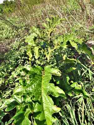 Western Horsenettle(Solanum dimidiatum)