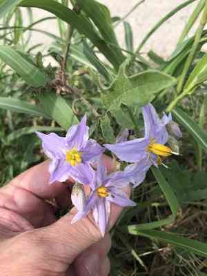 Western Horsenettle(Solanum dimidiatum)