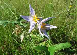 Western Horsenettle(Solanum dimidiatum)