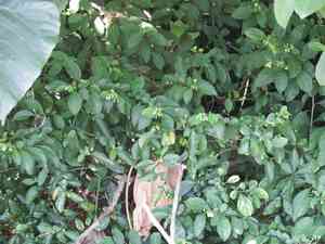 Twoleaf nightshade(Solanum diphyllum)