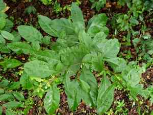 Twoleaf nightshade(Solanum diphyllum)