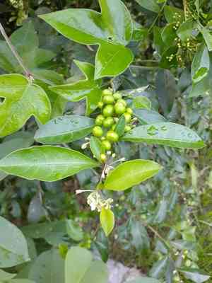 Twoleaf nightshade(Solanum diphyllum)