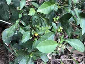 Twoleaf nightshade(Solanum diphyllum)