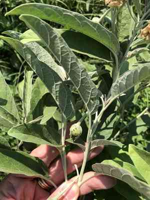 Silverleaf nightshade(Solanum elaeagnifolium)