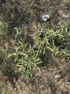 Silverleaf nightshade(Solanum elaeagnifolium)