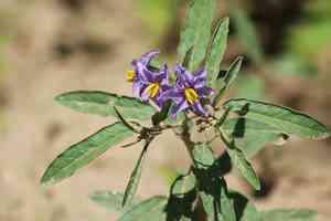 Silverleaf nightshade(Solanum elaeagnifolium)