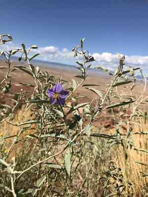 Silverleaf nightshade(Solanum elaeagnifolium)