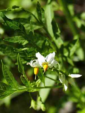 Wild potato(Solanum jamesii)
