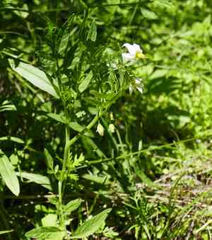 Wild potato(Solanum jamesii)