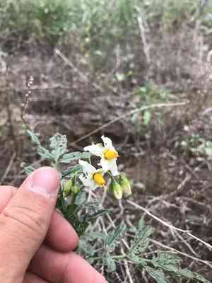 Wild potato(Solanum jamesii)