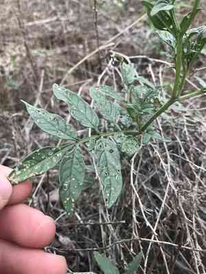 Wild potato(Solanum jamesii)