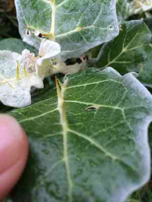 Purple african nightshade(Solanum marginatum)