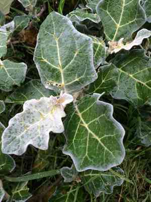 Purple african nightshade(Solanum marginatum)