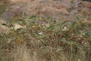 Purple african nightshade(Solanum marginatum)