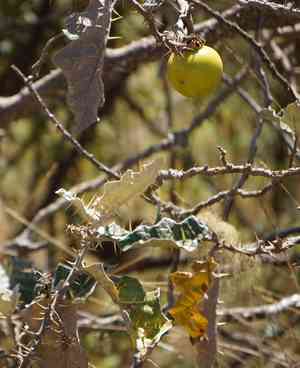 Purple african nightshade(Solanum marginatum)